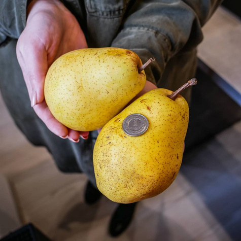 Birnbaum 'Lukasówka' - Wurzelnackte Pflanze