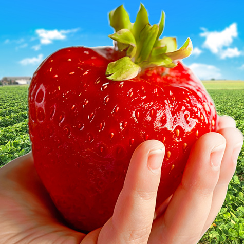 10 Stk. Erdbeerpflanze 'El GIGANT' sehr große Früchte