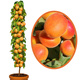 Aprikosenbaum Säulenobst Compacta Obstbaum Aprikose 120 cm / 160 cm