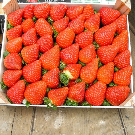 10 Stk. Erdbeerpflanze 'Albion' Klettererdbeeren, Immertragende