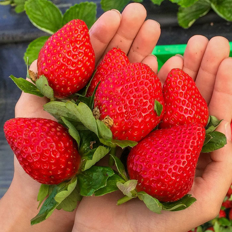 10 Stk. Erdbeerpflanze 'Elkat' Sehr fruchtbar