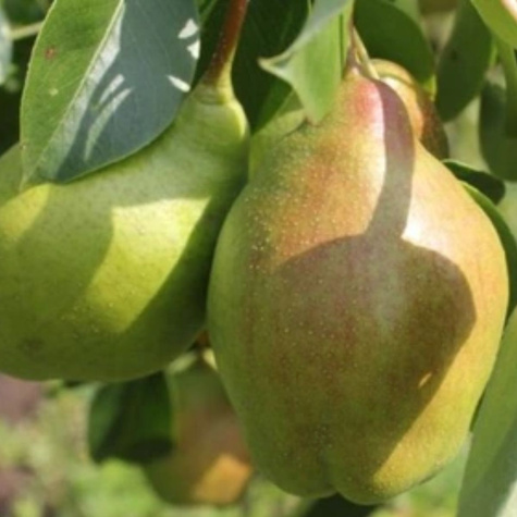 Birnenbaum Lipcówka - Wurzelnackte Pflanze