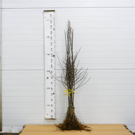 Apfelbaum Cox Orange - Wurzelnackte Pflanze