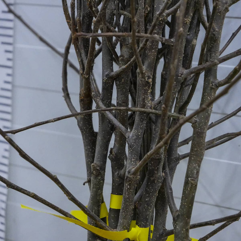 Apfelbaum Cox Orange - Wurzelnackte Pflanze