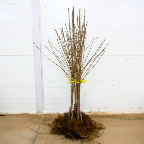 Süßkirsche ‘Miodówka Jasna’, hellrosa Früchte’ - Wurzelnackte Pflanze