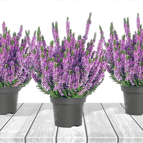 3x Violette Knospenheide – Pflanzenset