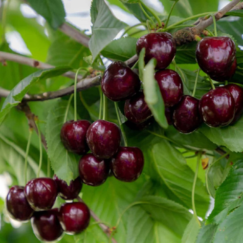 Säulenkirsche Regina Obstbaum Süßkirschen 80cm / 140cm