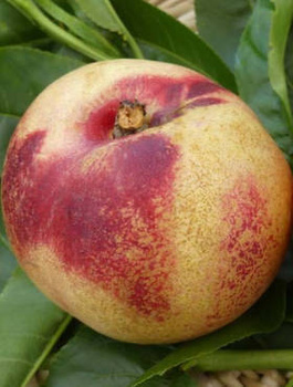 Nektarinenbaum Arctic Jay - Wurzelnackte Pflanze