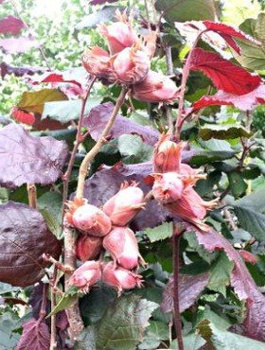 Haselnussbaum „Syrena“ (Rote Haselnuss) - Wurzelnackte Pflanze