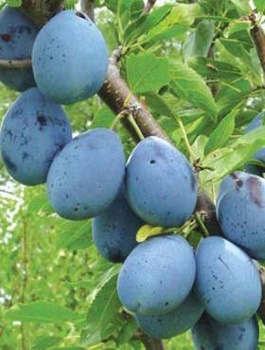 Pflaumenbaum Stanley - Wurzelnackte Pflanze