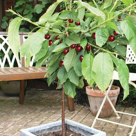 Säulenkirsche Zwerg Regina (GISELA5) Obstbaum Süßkirschen 120 cm / 160 cm