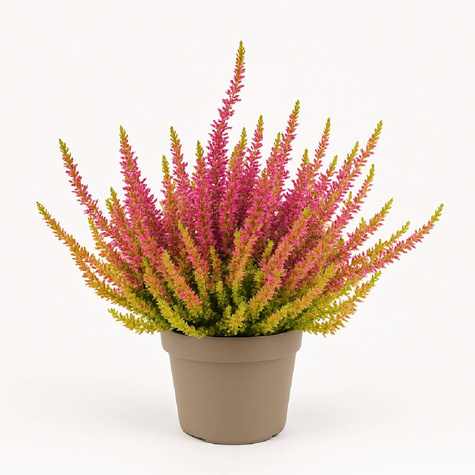 Wrzos pospolity Skyline Golden Angie płonacy