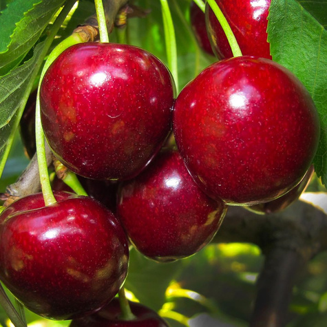 Säulenkirsche Schneidera Späte Obstbaum Süßkirschen 80cm / 140cm