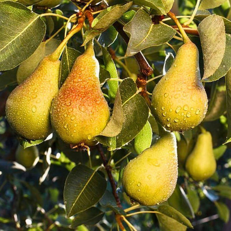 Birnenbaum Bera Hardy Obstbaum Birne 80cm / 140cm