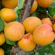 Aprikosenbaum Goldrich Obstbaum Aprikose 80cm / 140cm