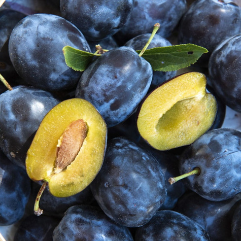 Pflaumenbaum Węgierka Dąbrowicka - Wurzelnackte Pflanze