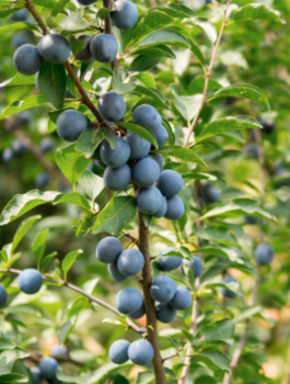 Säulen-Pflaumenbaum Fruca - Wurzelnackte Pflanze