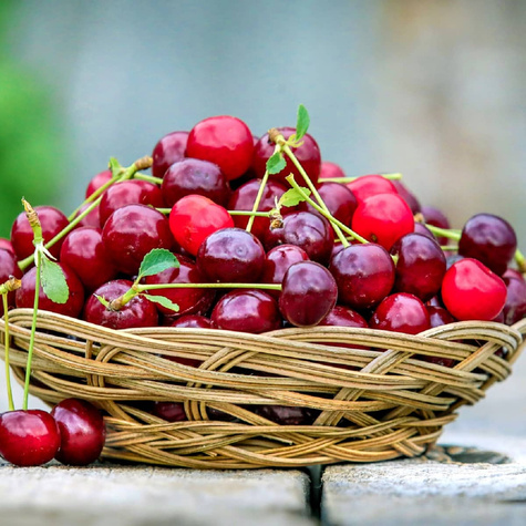 Sauerkirsche Łutówka - Wurzelnackte Pflanze