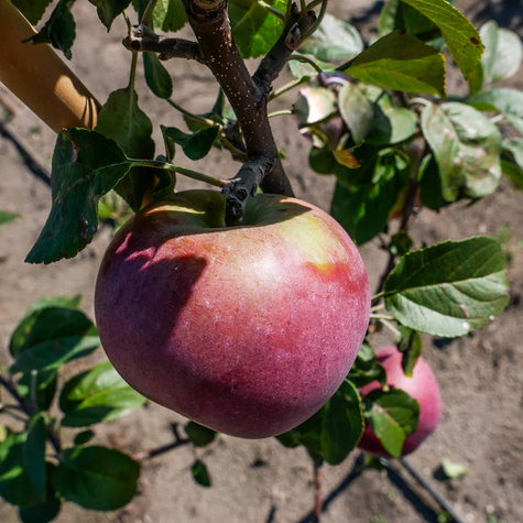 Apfelbaume Lobo Obstbaum Apfel 80cm / 140cm