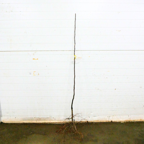 Birnenquitte Bereczki - Wurzelnackte Pflanze