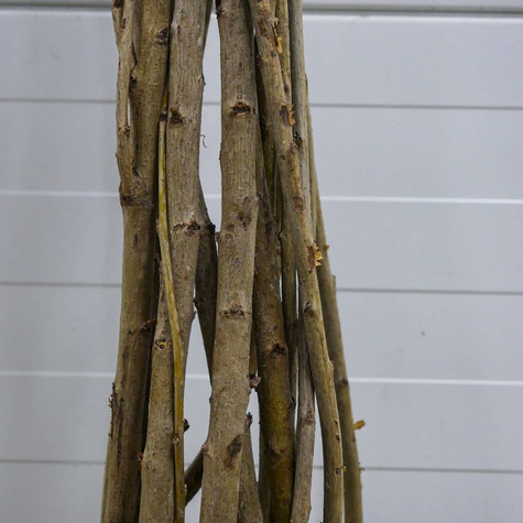 Süßkirsche Siestronka - Wurzelnackte Pflanze