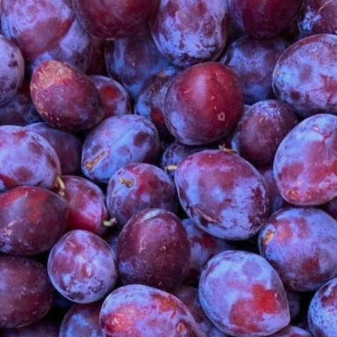 Pflaume Cacanska Lepotica – wurzelnackte Jungpflanzen