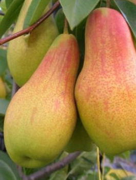 Ukrainischer Birnenbaum - Wurzelnackte Pflanze