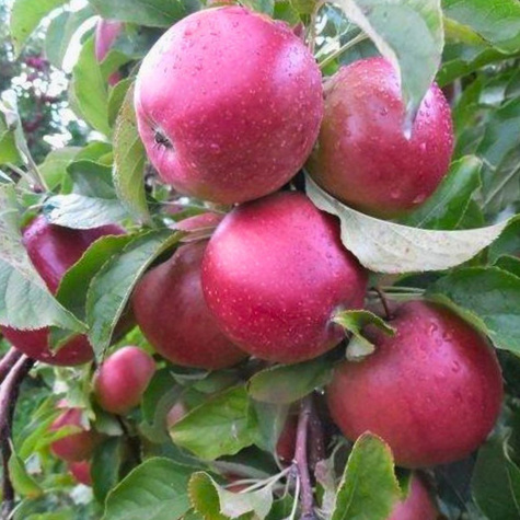 Apfelbaum Ligol - Wurzelnackte Pflanze