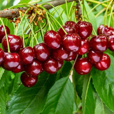 Säulenkirsche Rivan früh Obstbaum Süßkirschen 80cm / 140cm