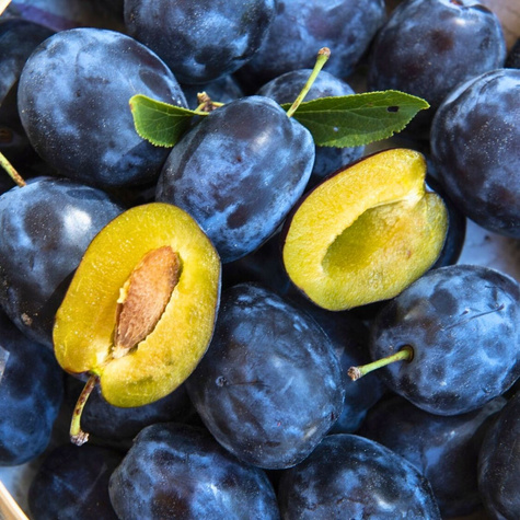 Italienische Zwetschge „Kwecza“ - Wurzelnackte Pflanze