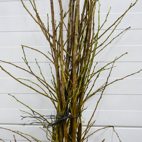 Japanischer Pflaumenbaum Angelo - Wurzelnackte Pflanze