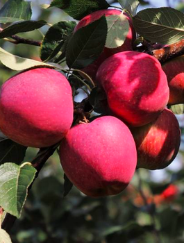 Säulen - Apfelbaum Dejavu im Typ Gloster - Wurzelnackte Pflanze