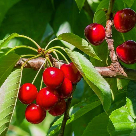 Kirschbaum Nana Obstbaum Kirsche 80cm / 140cm