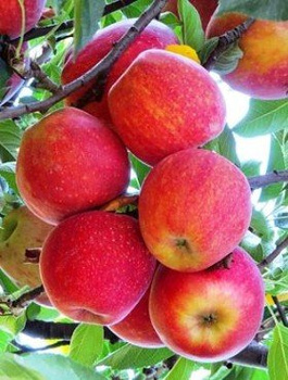 Apfelbaum Gala - Wurzelnackte Pflanze