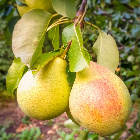 Birnenbaum Patten  Obstbaum Birne 80cm / 140cm
