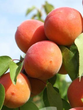 Aprikosenbaum Early Blush - Wurzelnackte Pflanze