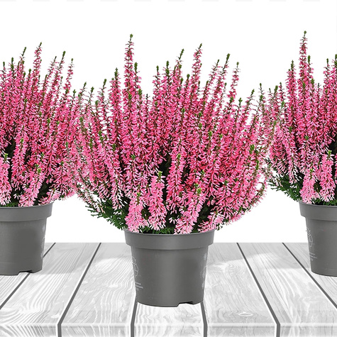 Heide rosa knospenblühend – Setzlinge