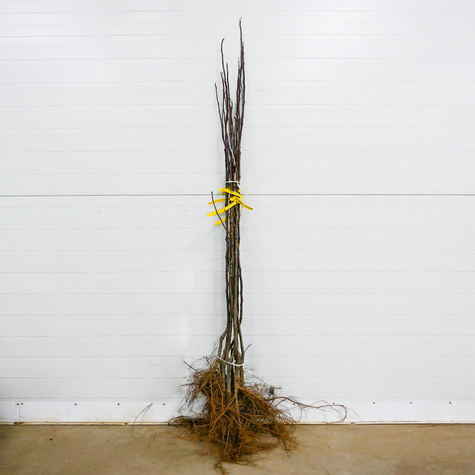 Haselnuss ‘Hallische Riesenhasel’ (Hall’s Giant) - Wurzelnackte Pflanze