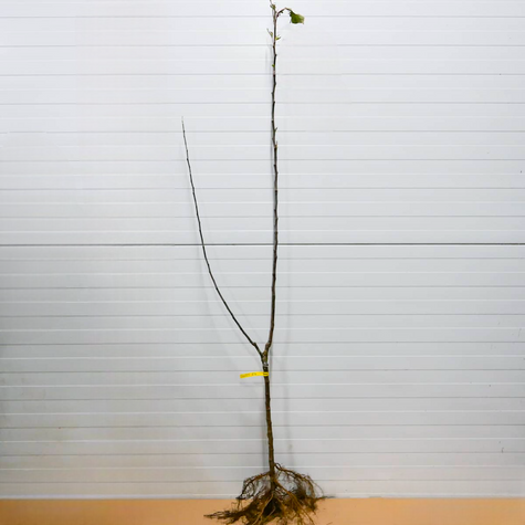 Duo Apfelbaum Malinowa + Golden Delicious - Wurzelnackte Pflanze