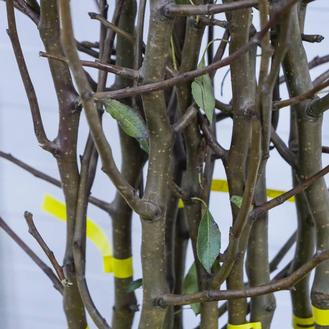 Birnbaum 'Lukasówka' - Wurzelnackte Pflanze