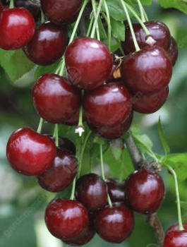 Sauerkirsche Groniasta - Wurzelnackte Pflanze