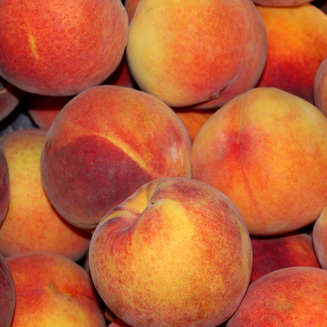 Pfirsichbaum typu Harbinger Obstbaum Pfirsich 80cm / 140cm