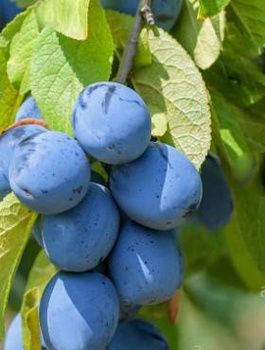 Pflaumenbaum First - Wurzelnackte Pflanze