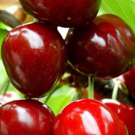 Süßkirsche Karesova - Wurzelnackte Pflanze