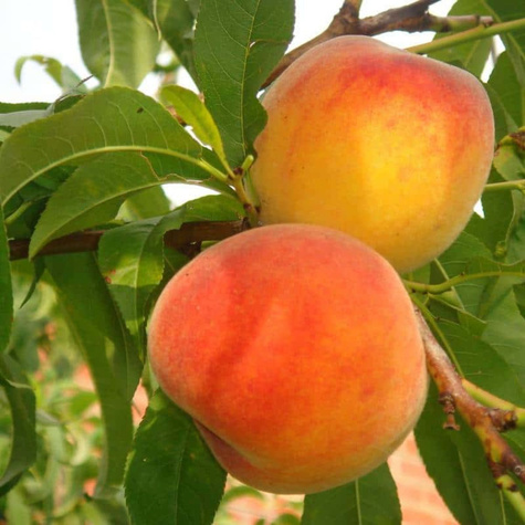 Pfirsichbaum Envoy Obstbaum Pfirsich 80cm / 140cm