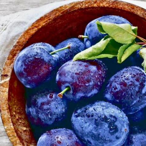 Pflaumenbaum Säulenobst Imperial frostsicher Obstbaum Pflaume 120 cm / 160 cm