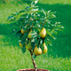 Birnenbaum Mini Zwerg Garden Pearl Obstbaum Birne 120 cm / 160 cm
