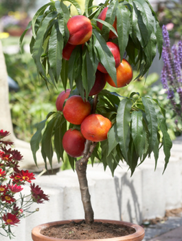 Mini-Zwergnektarine Rubis - Wurzelnackte Pflanze