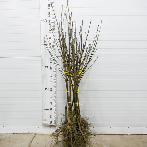 Große Glaskirsche – wurzelnackte Pflanze