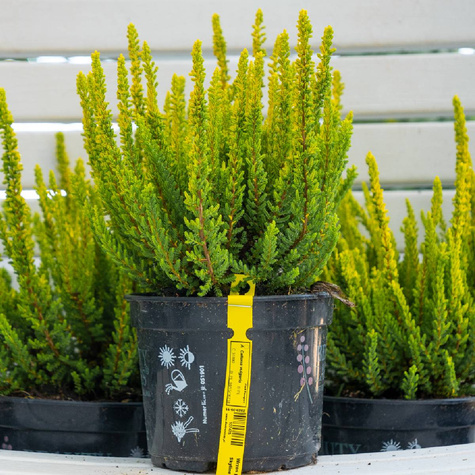 Wrzos pospolity Skyline Sydney nowość!